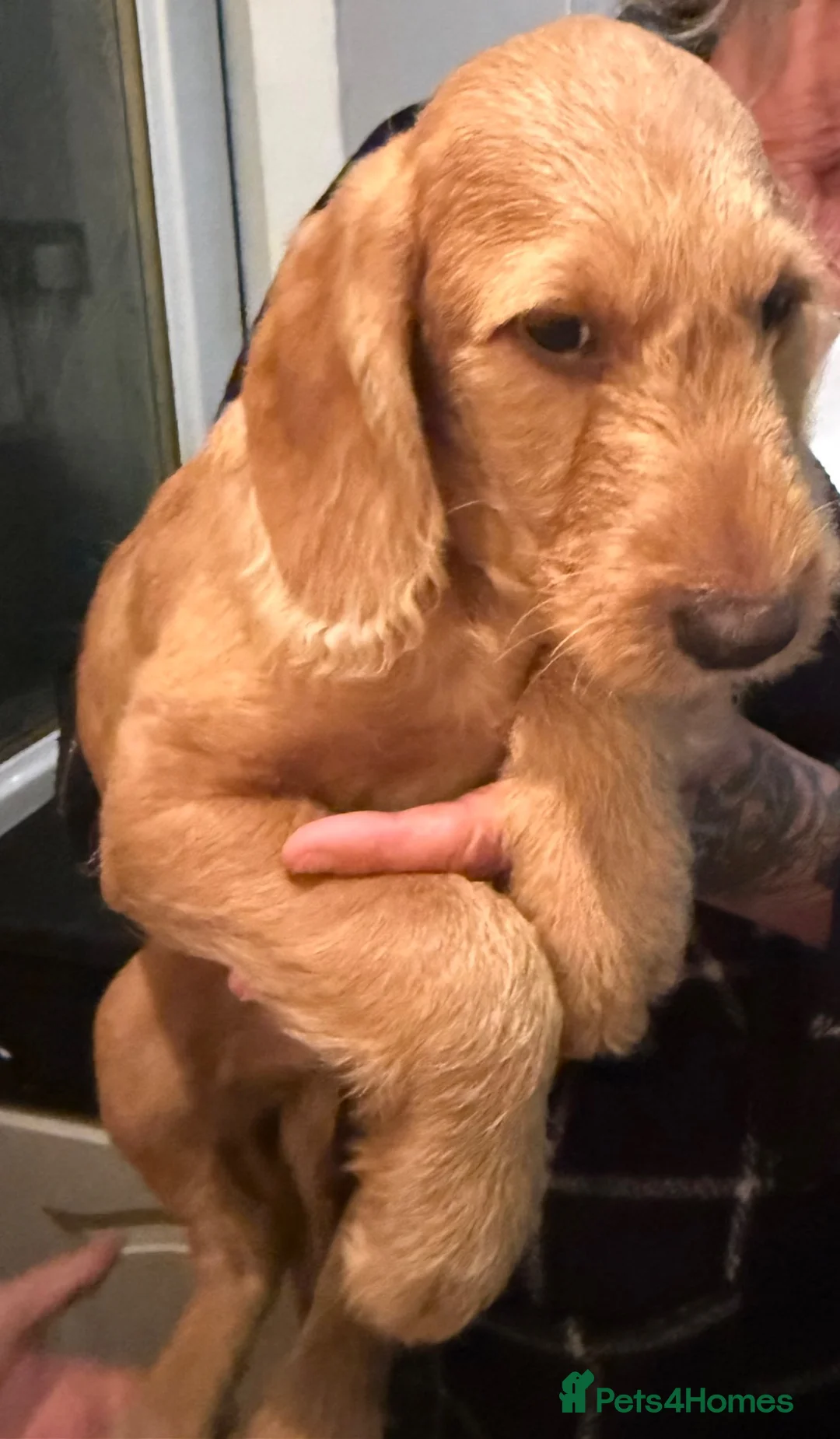 Labradoodle dogs for sale: Beautiful Labradoodle Pups - ready now!  - Advert 2