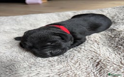 Labrador Retriever dogs for sale: Beautiful litter of kc registered labrador  - Image 5
