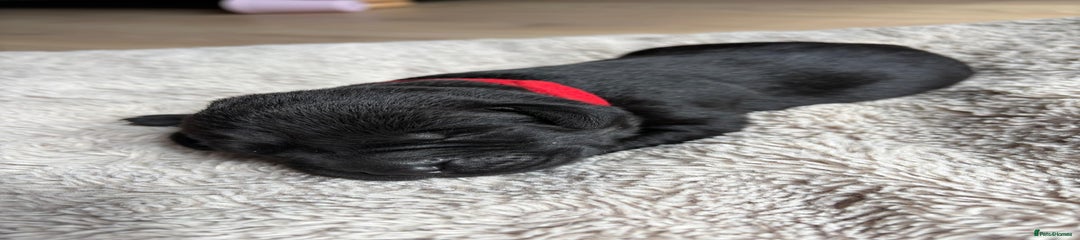 Labrador Retriever Puppy 2