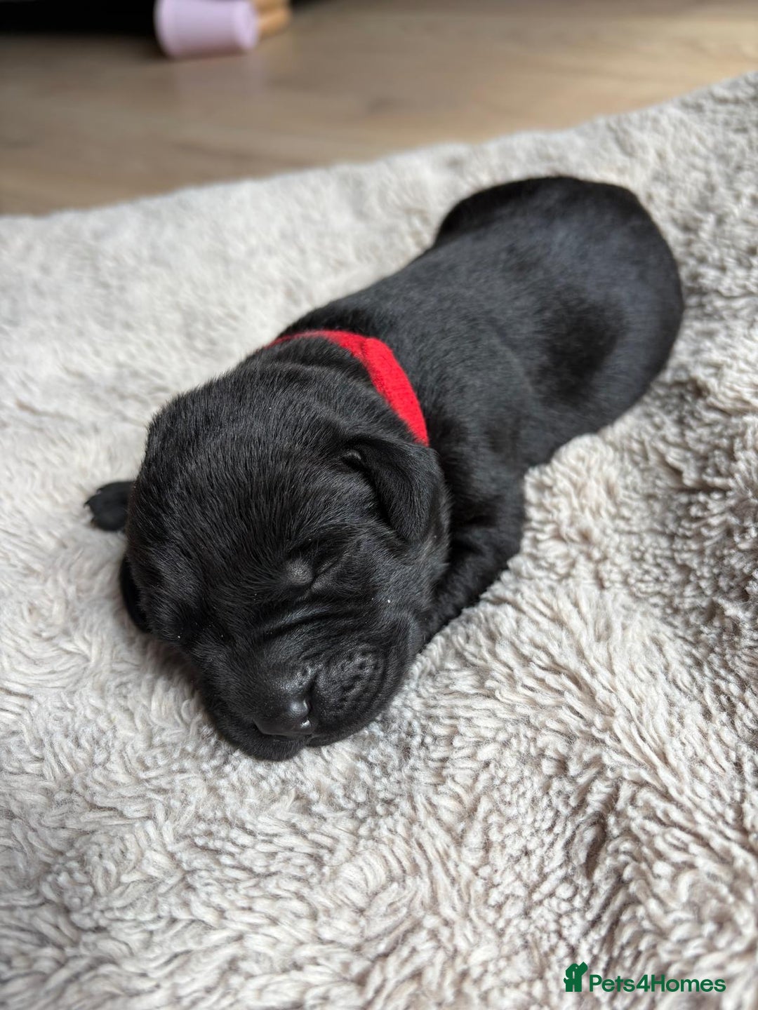 Labrador Retriever dogs for sale: Beautiful litter of kc registered labrador  - Image 5