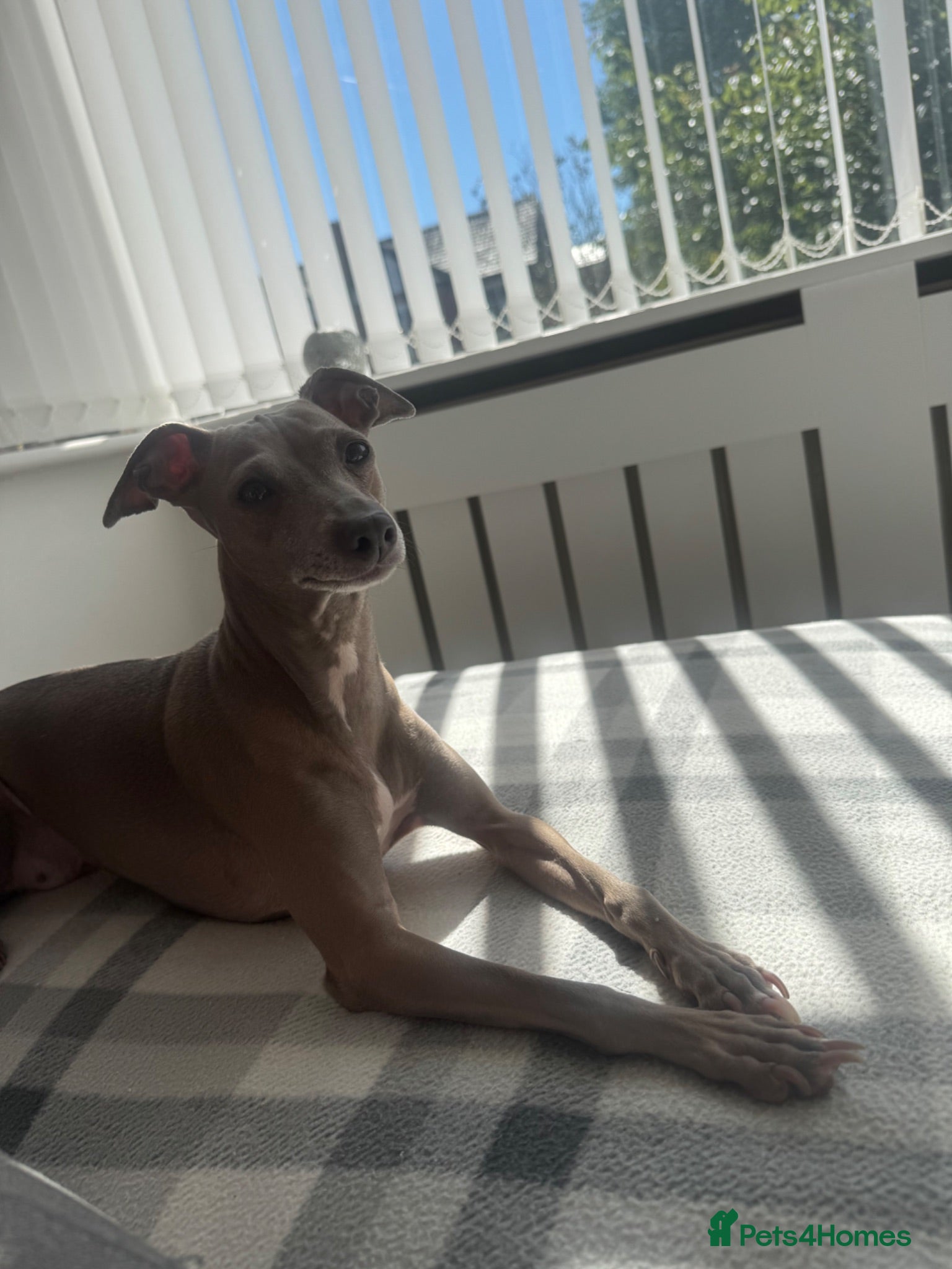 Italian Greyhound dogs Full Italian greyhound puppies coming soon!!  - Advert 2