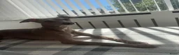 Italian Greyhound dogs for sale: Full Italian greyhound puppies coming soon!!  - Advert 1
