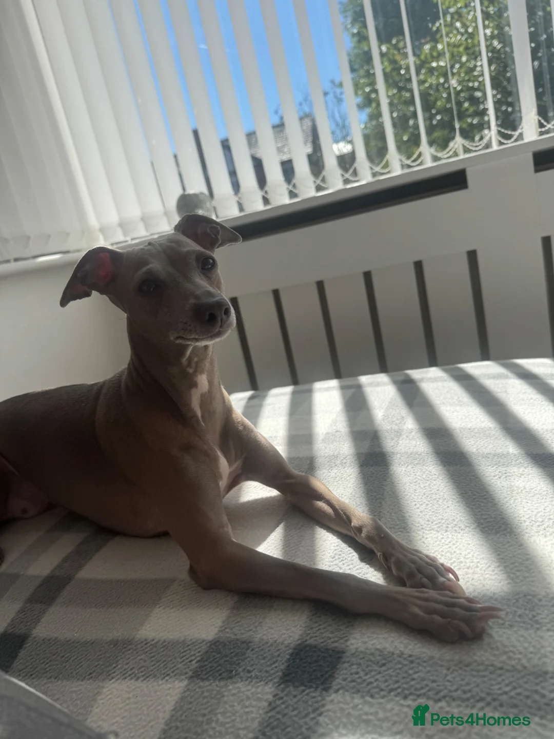 Italian Greyhound dogs for sale: Full Italian greyhound puppies coming soon!!  - Advert 1
