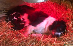 Border Collie dogs for sale: Border Collie Pups - Image 1