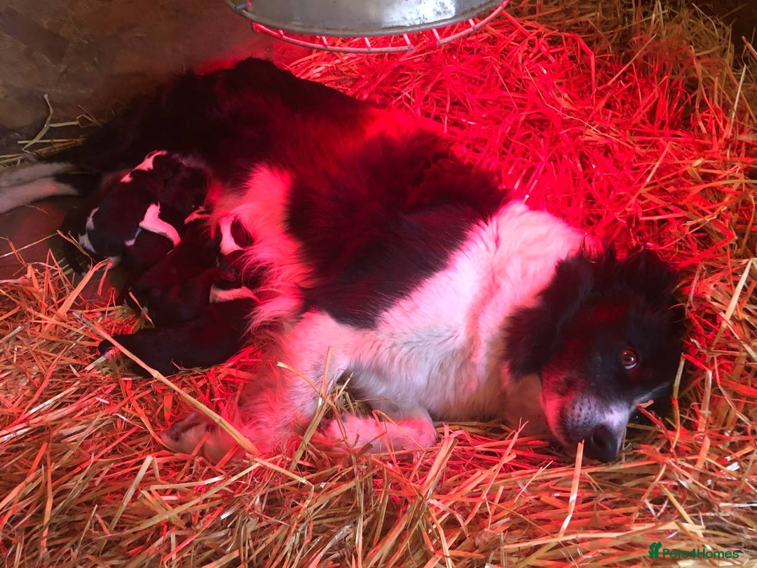 Border Collie dogs for sale: Border Collie Pups - Image 1