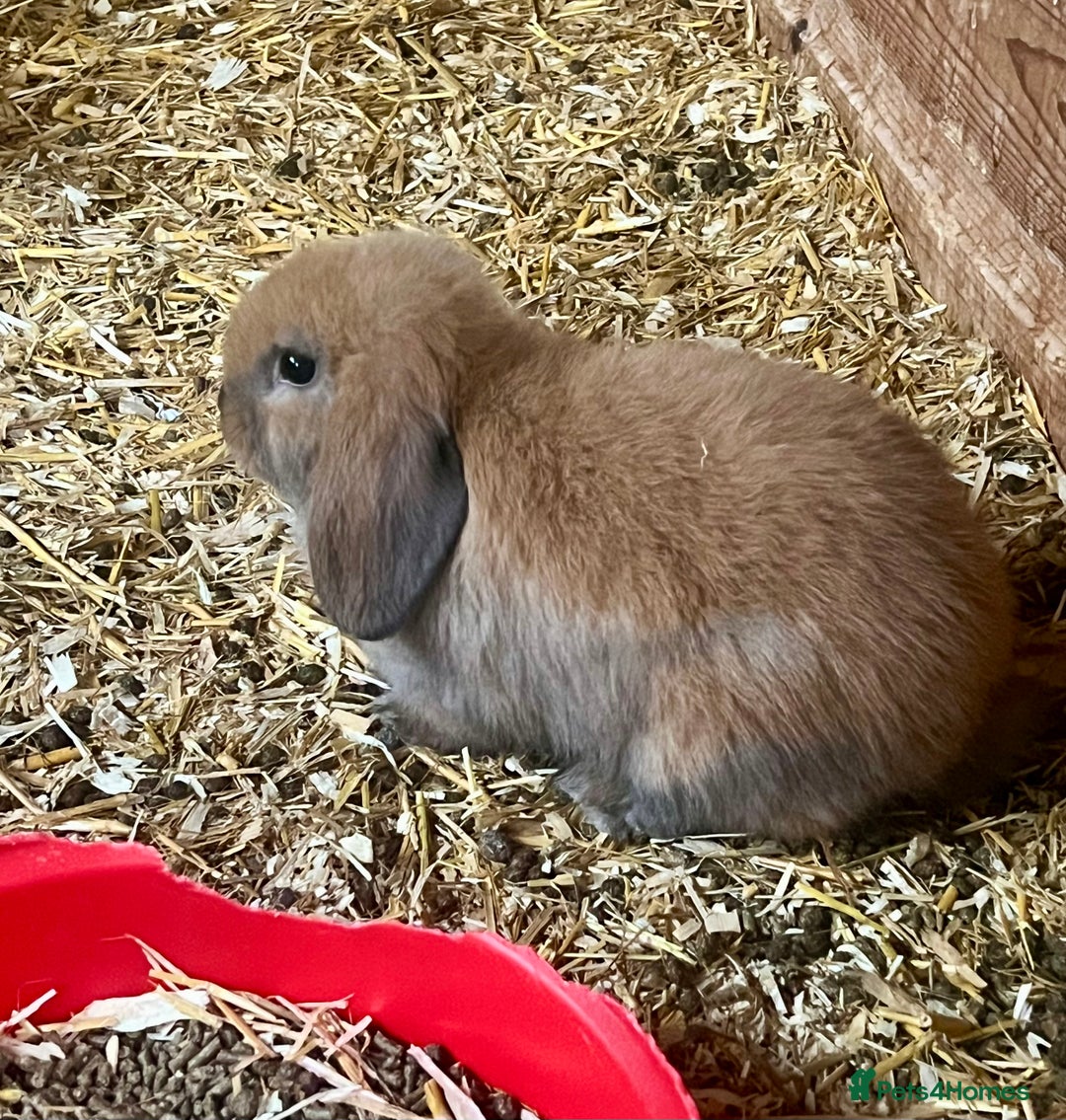 Mini Lop rabbits for sale: Mini lop baby bunnies ready now  - Image 2