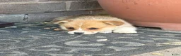 Welsh Corgi Pembroke dogs for sale: Ready to go, 1 left KC Corgi Pups  - Advert 6