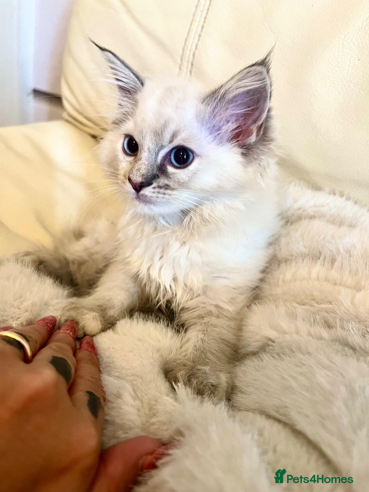 Ragdoll cats 3 stunning ragdoll girls available  - Advert 2