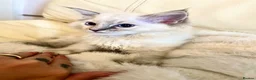 Ragdoll cats for sale: 3 stunning ragdoll girls available  - Advert 4