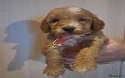 Cockapoo dogs for sale: Beautiful F1 Cockapoo puppies - Image 7