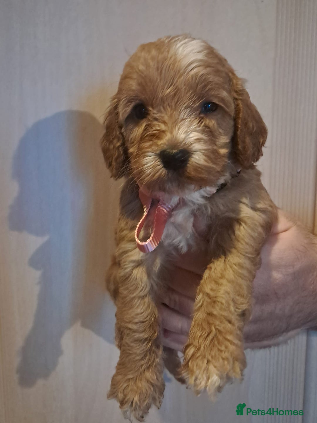 Cockapoo dogs for sale: Beautiful F1 Cockapoo puppies - Image 7