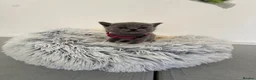 British Shorthair cats for sale: Stunning British Shorthair Blue Kittens Ready  - Advert 32