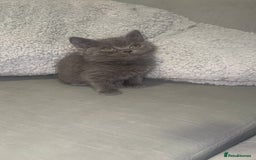 British Shorthair cats for sale: REDUCED!!! Stunning British Short Hair Kittens - Image 22