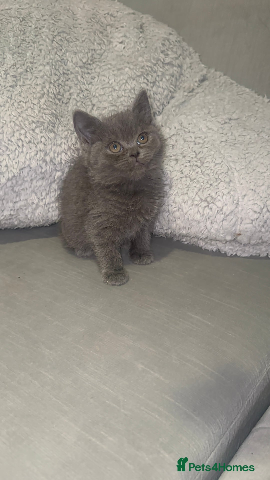 British Shorthair cats for sale: REDUCED!!! Stunning British Short Hair Kittens - Image 22