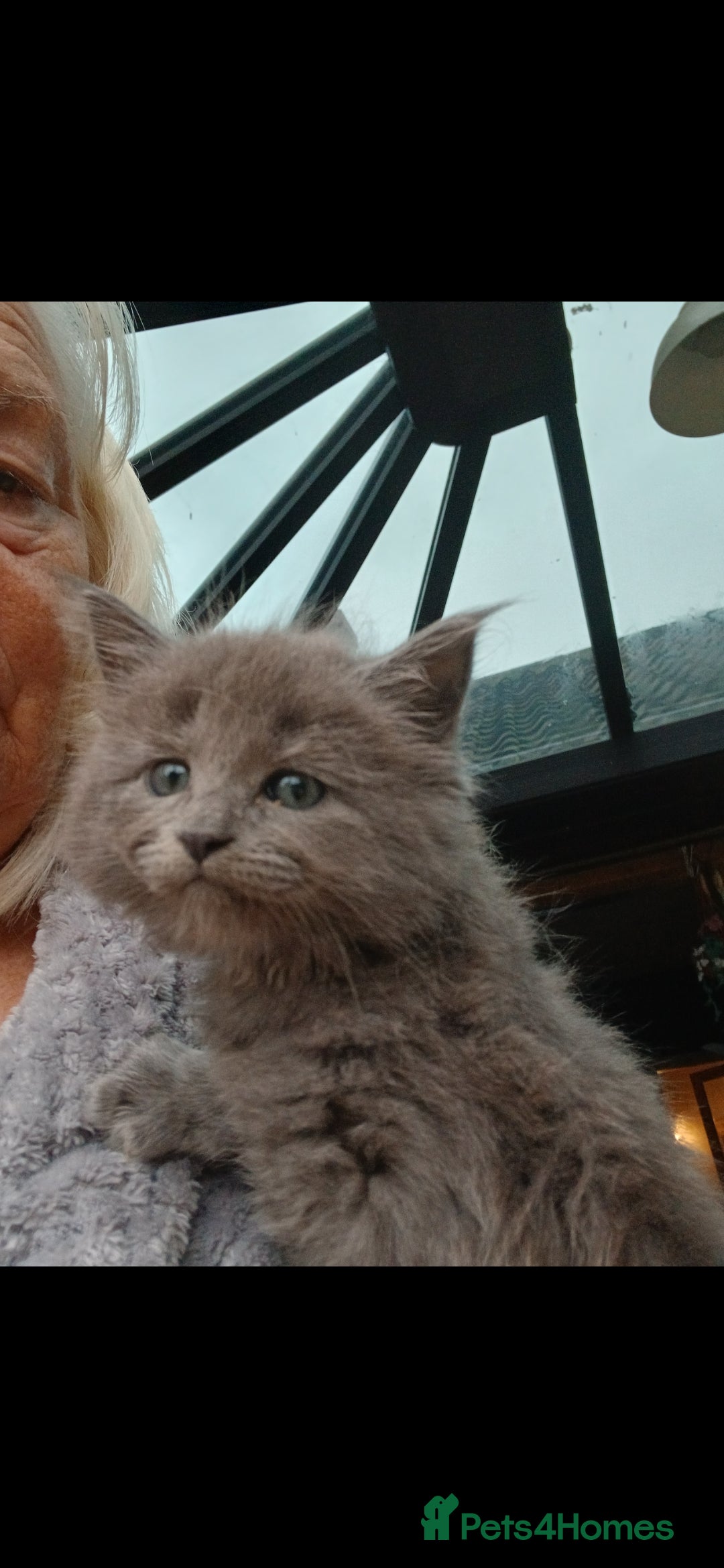 Mixed Breed cats for sale: Maine Coon crossed with Ragdoll ( Ragcoon )  - Image 2