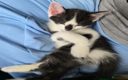 Mixed Breed cats for sale: Kittens for sale - Image 16