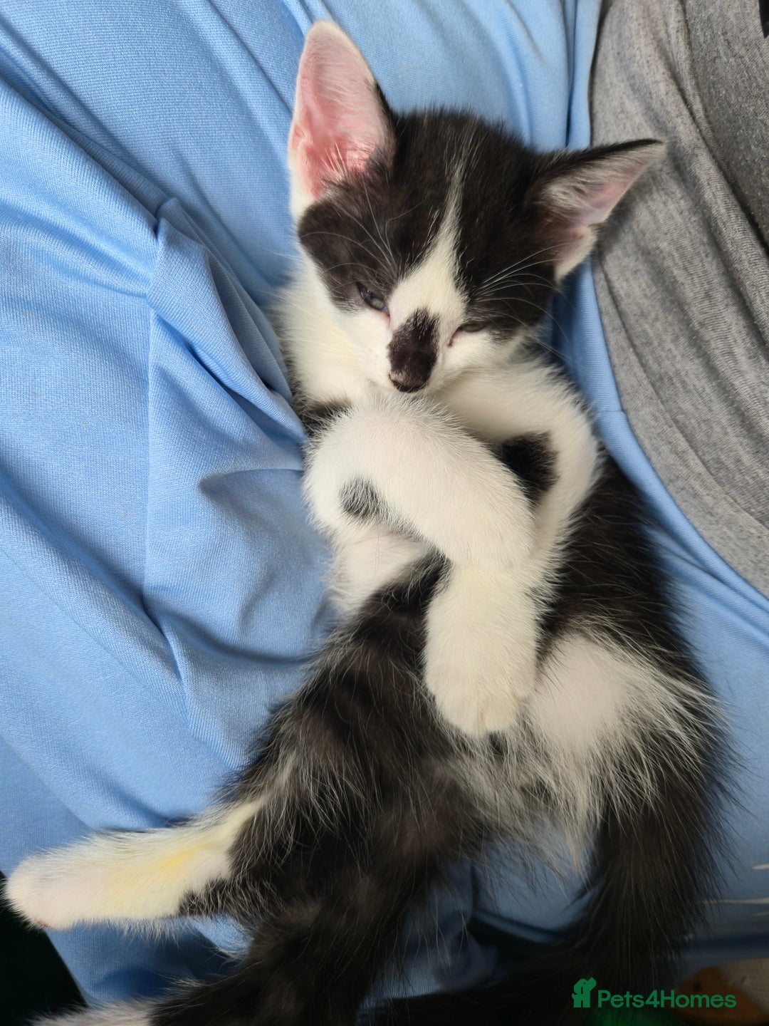 Mixed Breed cats for sale: Kittens for sale - Image 16