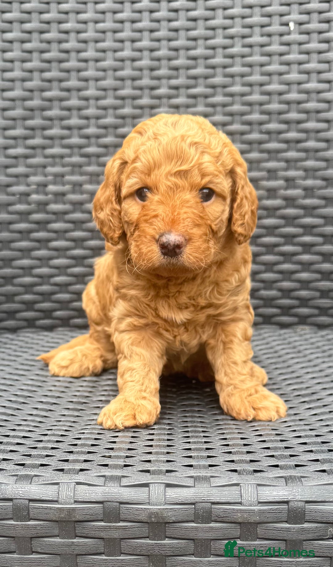 Labradoodle dogs for sale: F1b Miniature Labradoodles  - Image 10