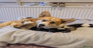 Welsh Corgi Pembroke dogs - Advert 3