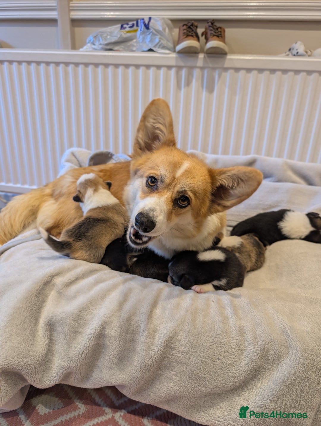 Welsh Corgi Pembroke dogs for sale: 9 Stunning Corgis  - Image 2