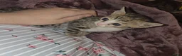 Bengal cats for sale: Savannah x bengal ONE MALE LEFT - Advert 9