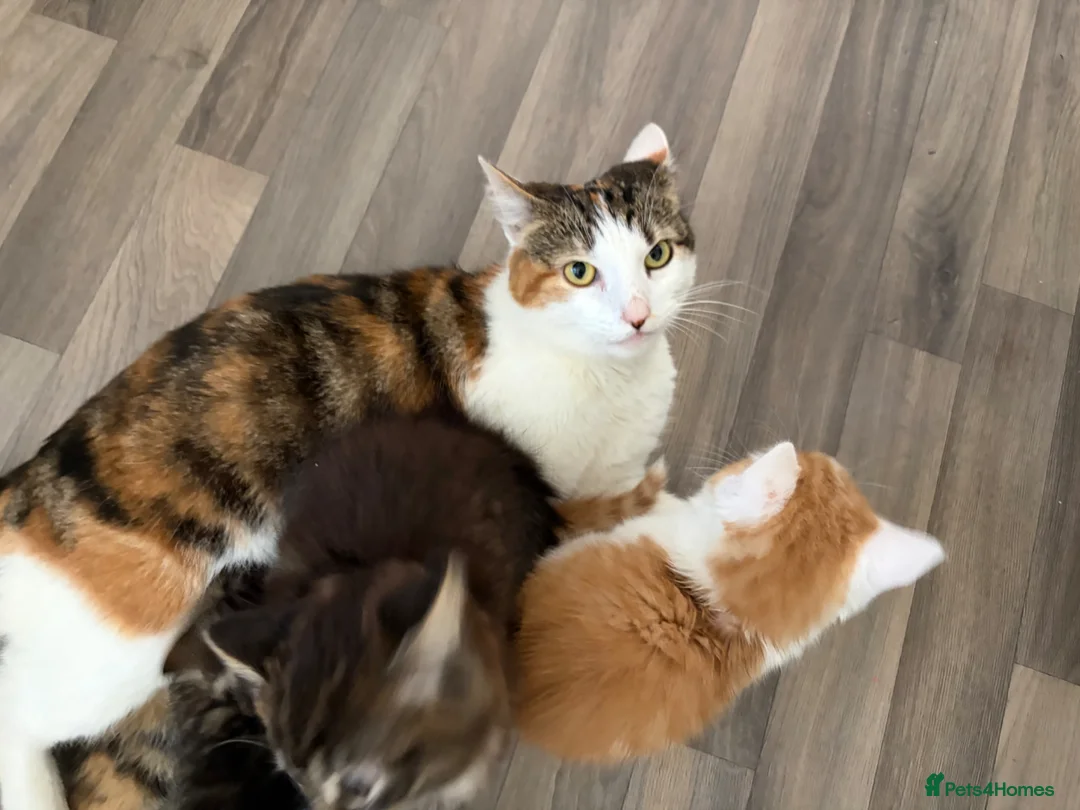 Mixed Breed cats for sale: Ready now for their new forever homes - Advert 2