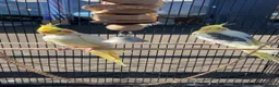 Mixed Breed birds for sale: Cocktails - Advert 2