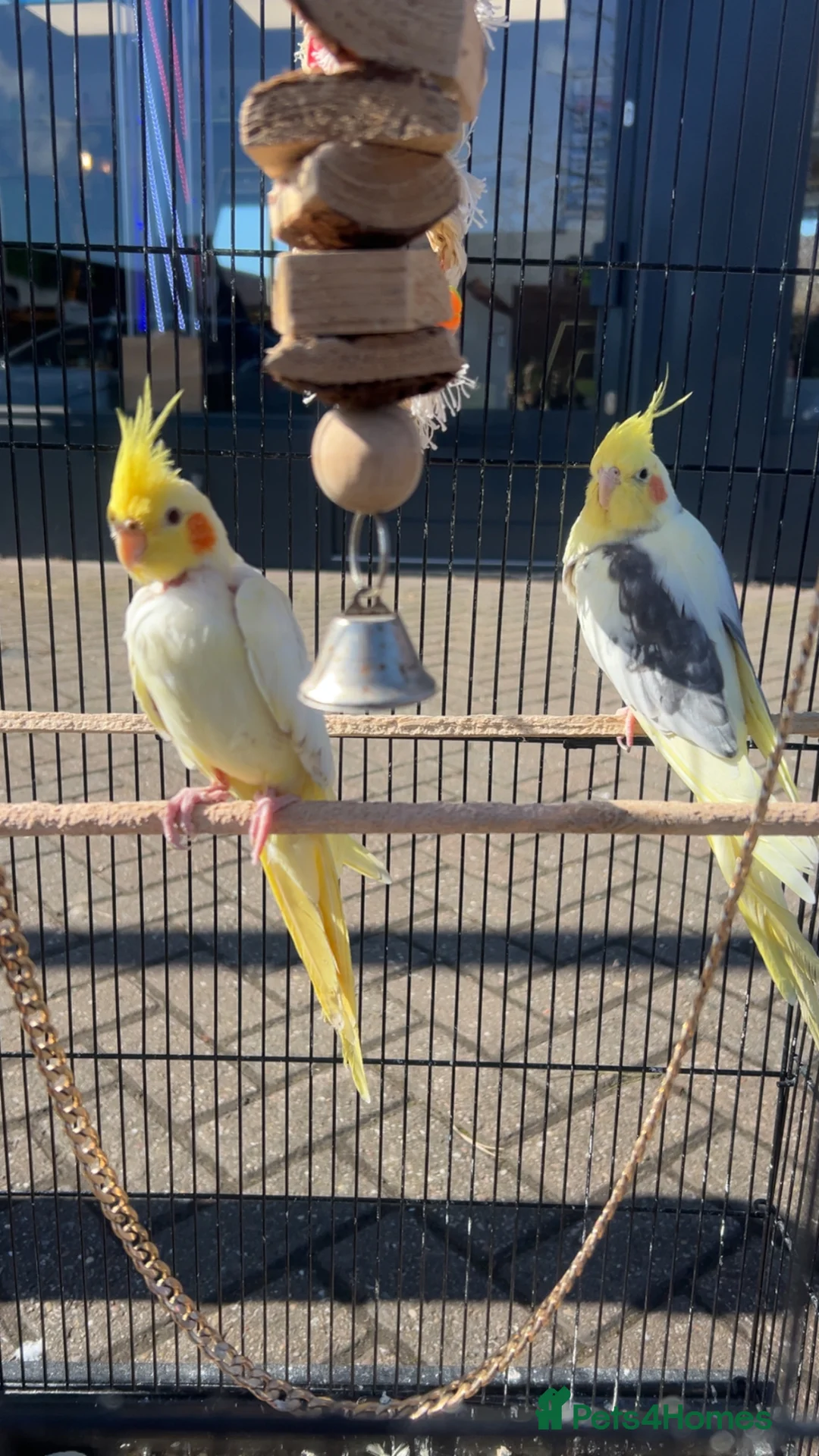 Mixed Breed birds for sale: Cocktails - Advert 2