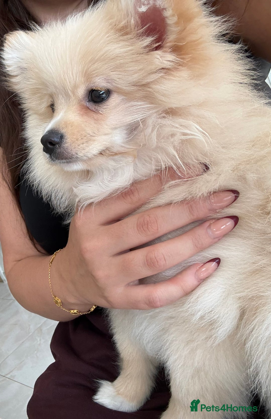 Pomeranian dogs for sale: Fluffy Female Pomeranian Pup  - Image 5