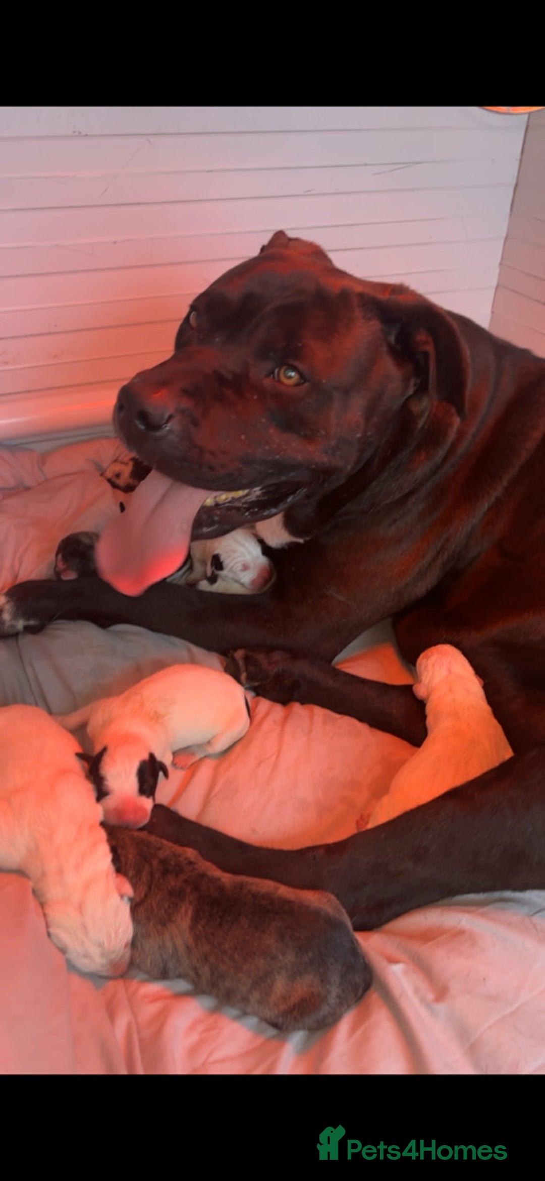 Mastiff dogs for sale: Mastiff hybrid  - Image 10
