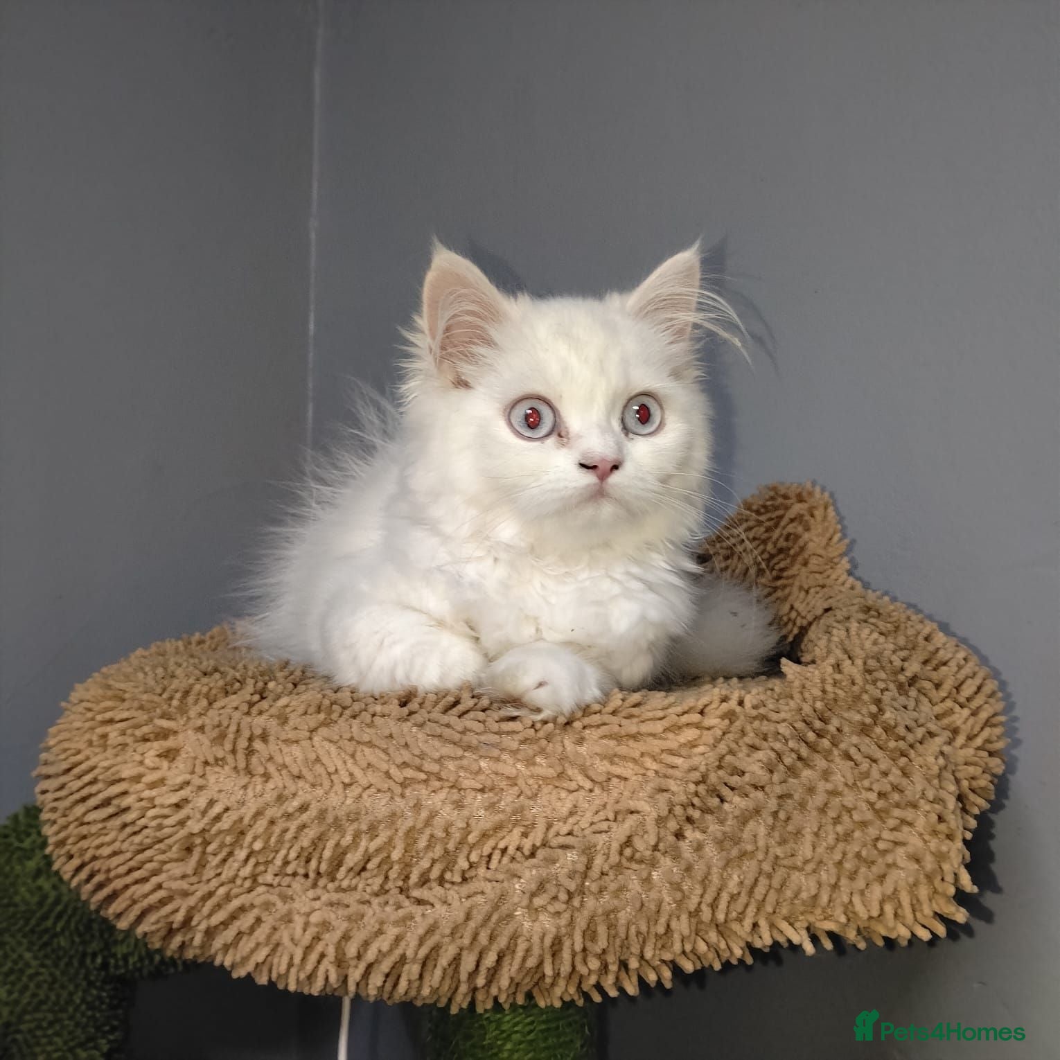 Persian cats Persian kittens for sale - blue eye beauty  - Advert 1