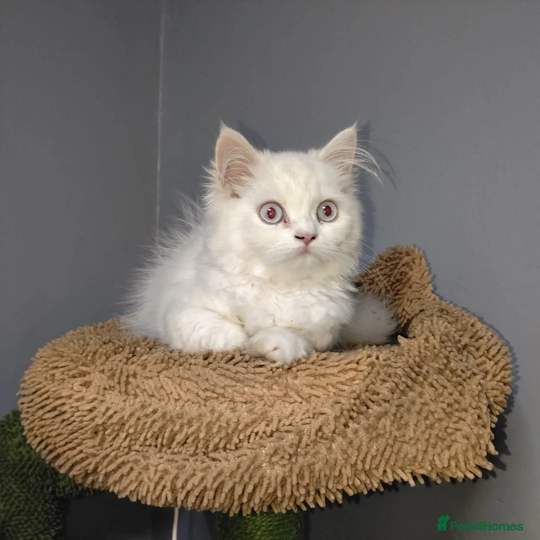 Persian cats for sale: Persian kittens for sale - blue eye beauty  - Advert 1