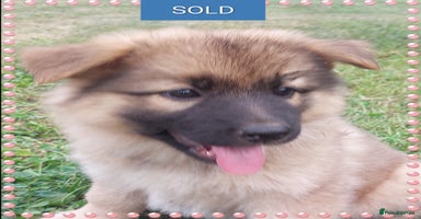 German Shepherd dogs - Advert 13