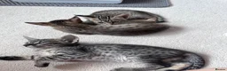 Savannah cats for sale: LAST KITTEN AVAILABLE🏆F4 TICA Registered Savannah - Advert 16