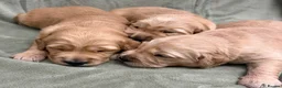Golden Retriever dogs for sale: Golden retriever puppies ❤️ - Advert 5