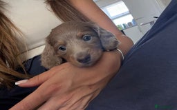 Miniature Dachshund dogs for sale: Miniature Dachshund puppies boys and girls  - Image 4