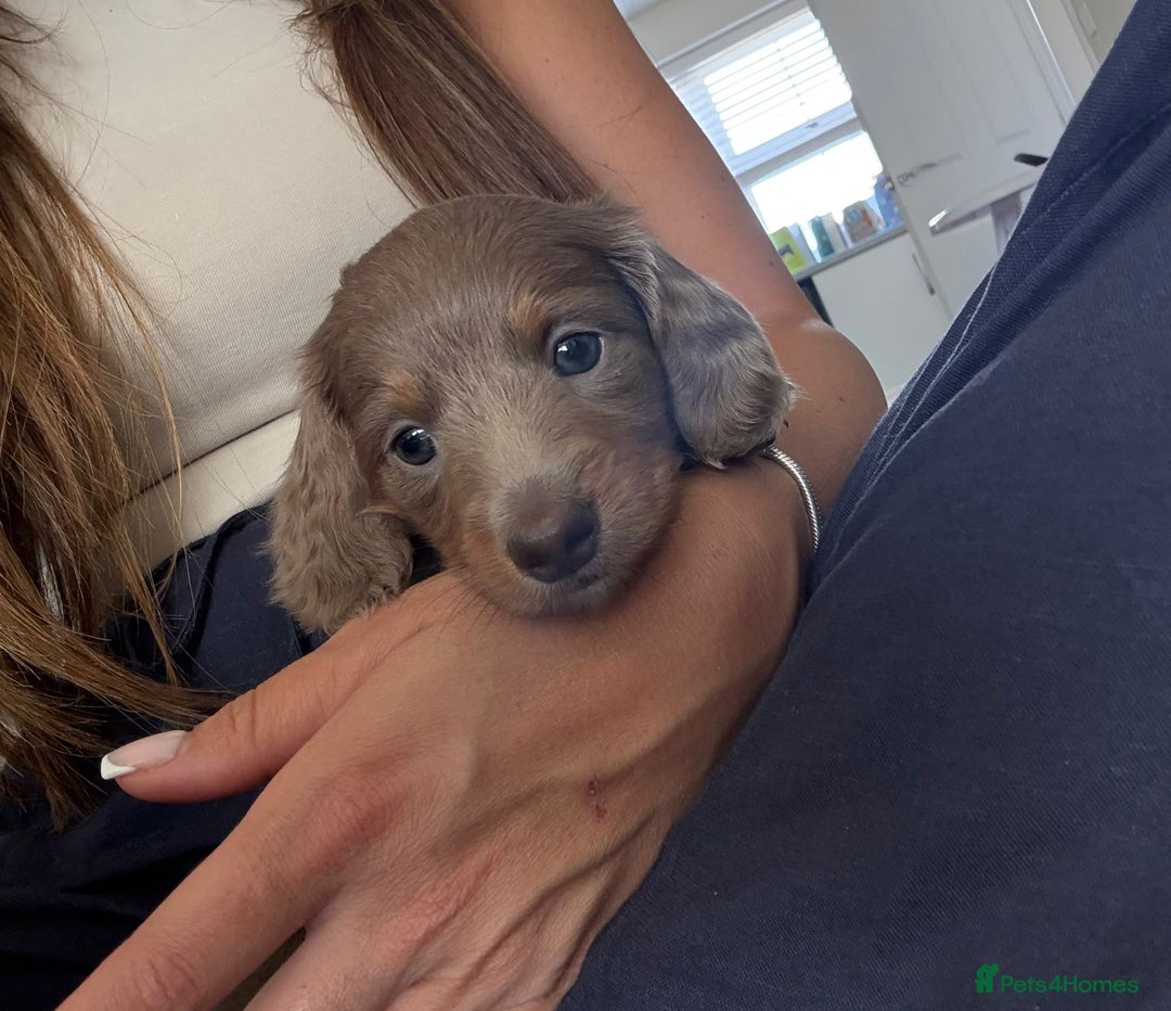 Miniature Dachshund dogs for sale: Miniature Dachshund puppies boys and girls  - Image 4