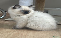 Ragdoll cats for sale: Pure breed ragdolls - Image 3