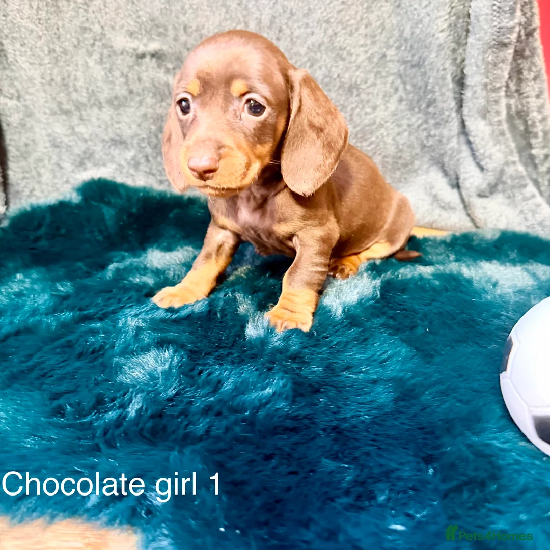 Miniature Dachshund dogs for sale: 6 miniature dashhound a puppies for sale in Doncaster - Advert 4