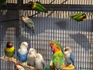 Lovebirds birds - Advert 21