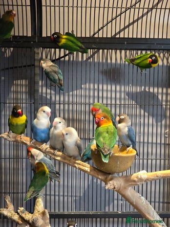 Lovebirds birds - Advert 10