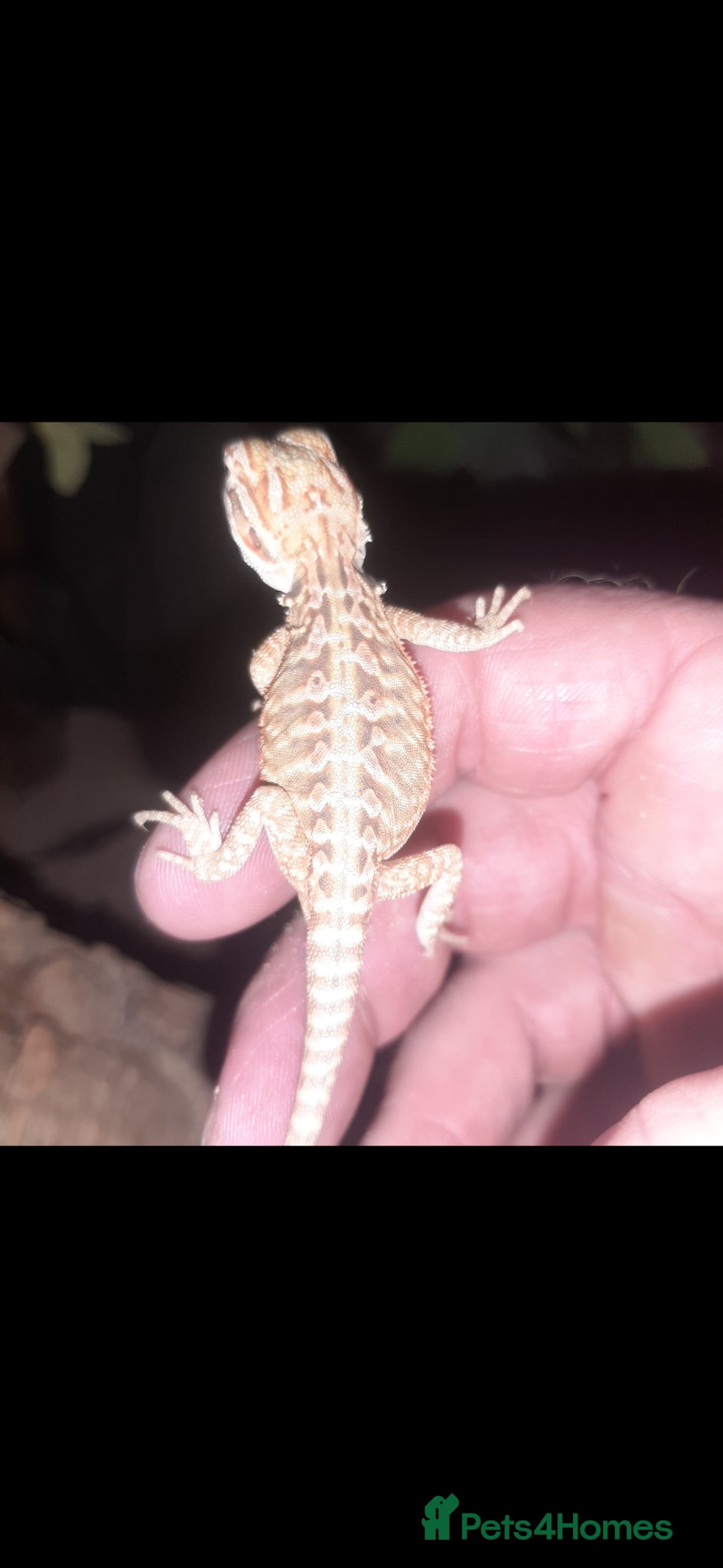 Bearded Dragon reptiles for sale: Beautiful Baby Bearded Dragons For Sale - Advert 12