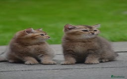 British Shorthair cats for sale: Last kitten left: TICA Golden Black Shaded BSH/BLH - Image 19