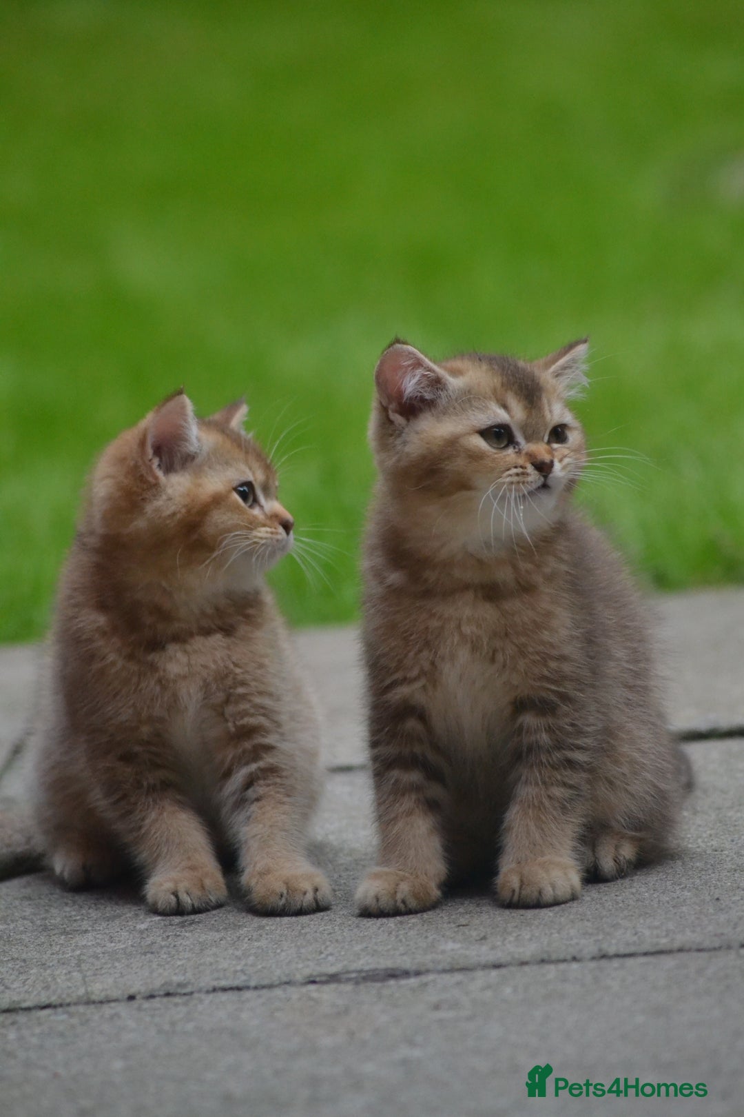 British Shorthair cats for sale: Last kitten left: TICA Golden Black Shaded BSH/BLH - Image 19