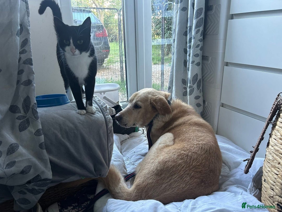 Labrador Retriever dogs for adoption: Rupert - Norwich Norfolk  - Image 13