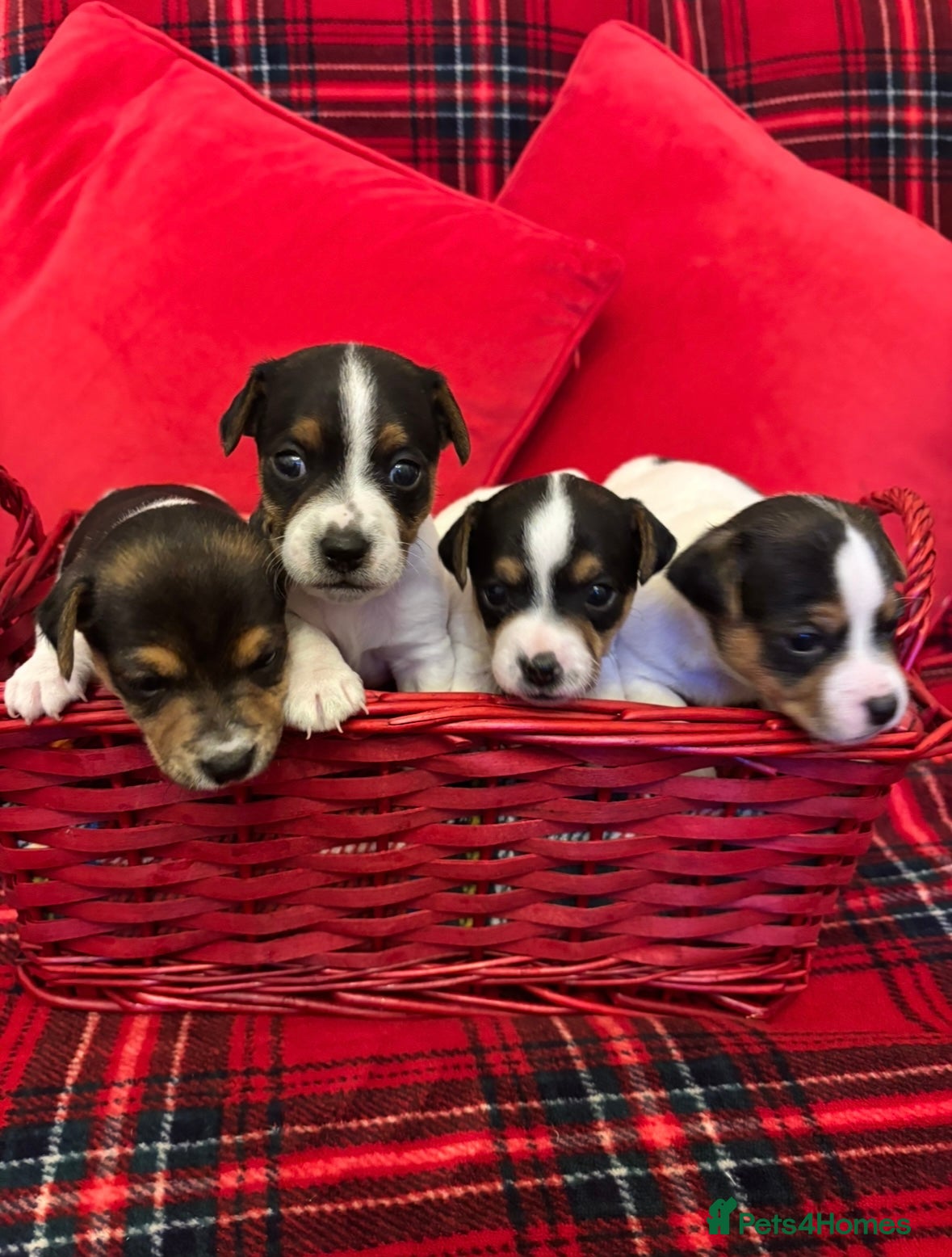 Jack Russell dogs Miniature Jack russel  - Advert 9