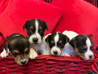 Jack Russell dogs Miniature Jack russel - Advert 5