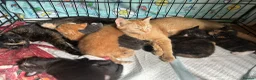 Mixed Breed cats for sale: Kittens Looking for Their Forever Homes in Wellington - Advert 1