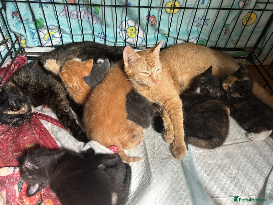 Mixed Breed cats for sale: Kittens Looking for Their Forever Homes in Wellington - Advert 1