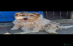 Fox Terrier dogs for adoption: Boris, fox terrier  - Image 4
